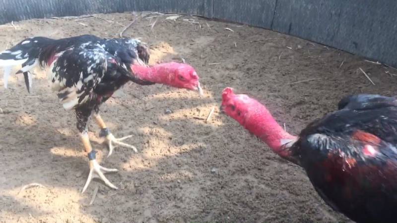 Đá Gà Đòn Là Gì? Tìm Hiểu Môn Chơi Truyền Thống Đỉnh Cao 4 Các giống gà nổi tiếng trong đá gà đòn