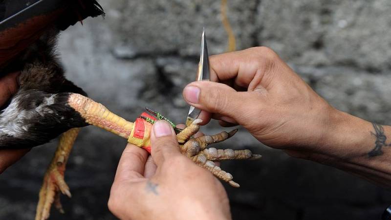 Đá Gà Cựa Sắt – Hình Thức Đá Gà Kịch Tính Và Hấp Dẫn Nhất 5 Các loại cựa sắt phổ biến trong đá gà