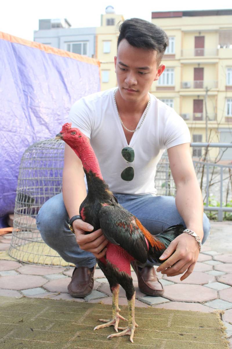 Cách Nuôi Gà Đá Chân Mạnh, Rèn Luyện Chiến Kê Bất Bại 5 Cách chăm sóc gà trong quá trình luyện tập