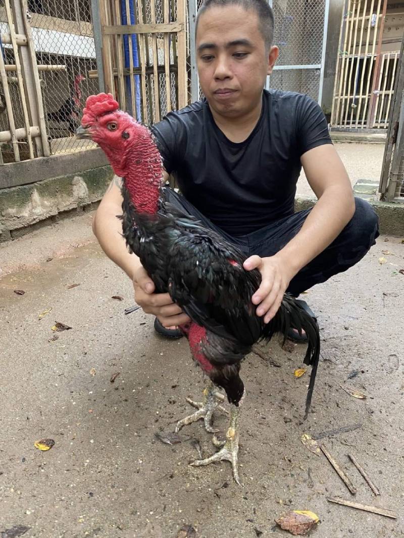 Đá Gà Đòn Là Gì? Tìm Hiểu Môn Chơi Truyền Thống Đỉnh Cao 8 Chế độ dinh dưỡng giúp phát triển cơ bắp và thể lực