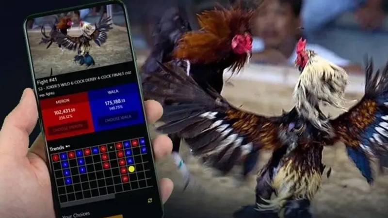 Kinh Nghiệm Cược Đá Gà Philippines Hiệu Quả Và Dễ Thắng 4 Đọc kèo và phân tích tỷ lệ cược