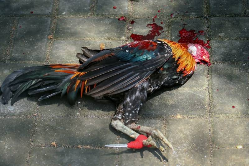 Đá Gà Cựa Sắt – Hình Thức Đá Gà Kịch Tính Và Hấp Dẫn Nhất 4 Luật chơi và cách tính thắng thua trong đá gà cựa sắt