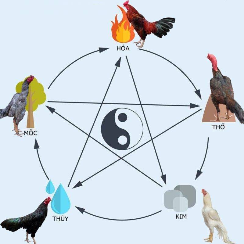 Phân loại màu mạng gà theo ngũ hành