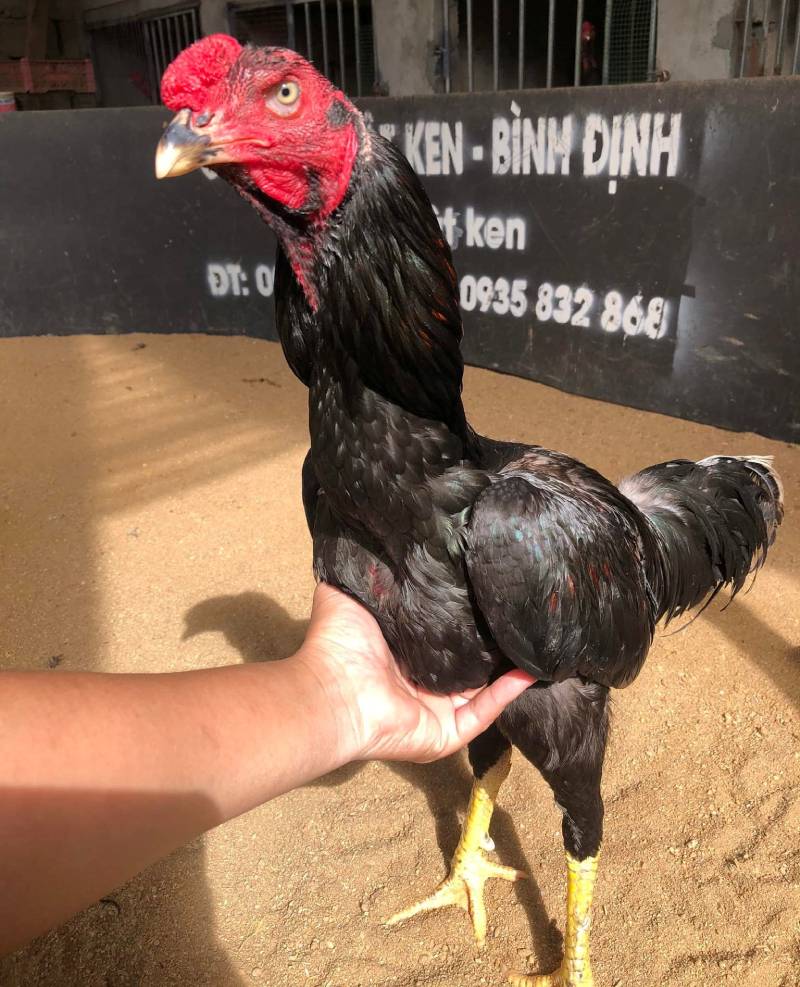 Cách Nhận Biết Gà Đá Hay – Mẹo Chọn Chiến Kê Bất Bại 3 Tướng đầu và mắt gà