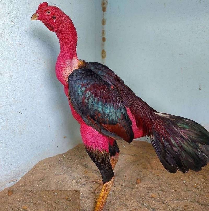 Cách Nhận Biết Gà Đá Hay – Mẹo Chọn Chiến Kê Bất Bại 2 Vì sao cần biết cách nhận diện gà đá hay?